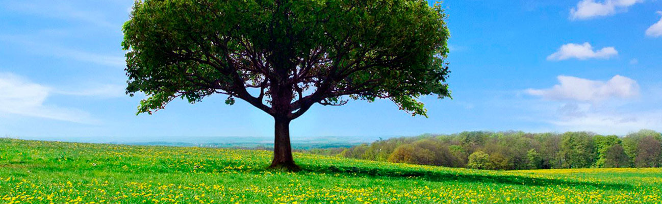 imagen_arbol